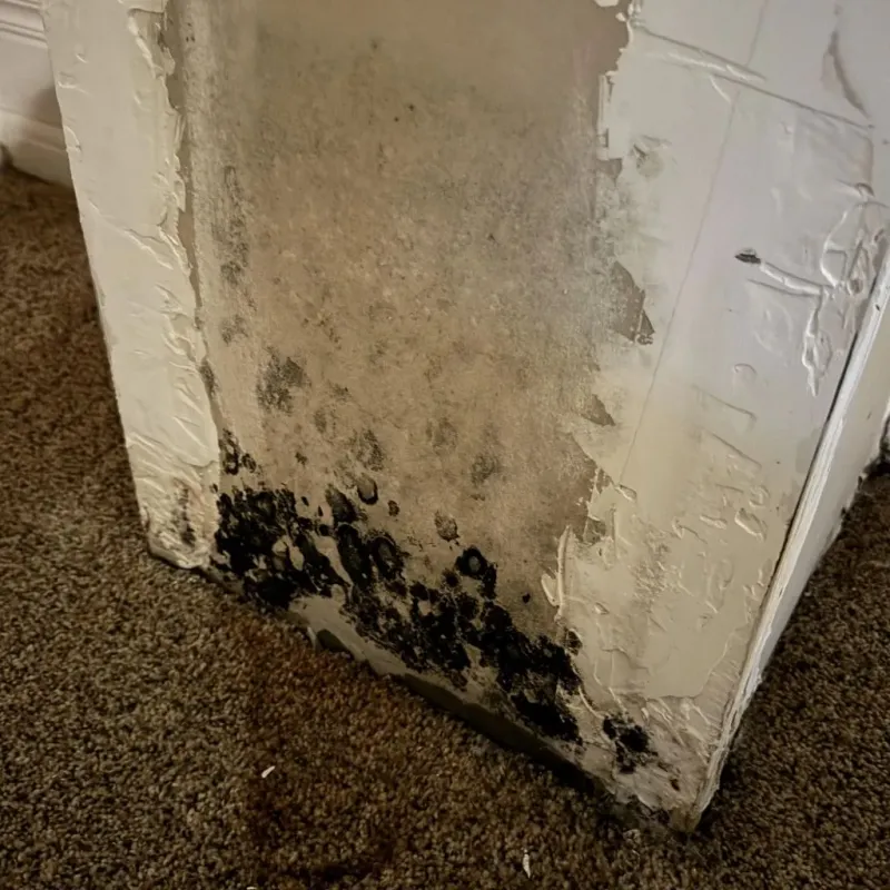 Professional Mold Removal in Dulles Town Center, VA